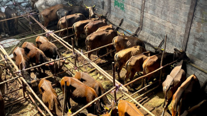 Jelang Idul Adha, 108 Pasokan Sapi Kurban dari Natuna Tiba di Tanjungpinang