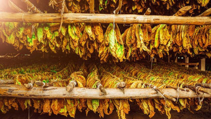 Tembakau Berpotensi Dorong Perekonomian dan Berdayakan Masyarakat