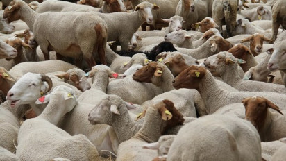 Simak Kisah Saat Nabi Ismail Dikurbankan