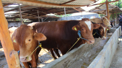 Tiga Pekan Menjelang Hari Raya Kurban, Sapi di Jombang Mulai Diburu Pembeli