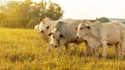 Kurban Kambing 1 Orang atau Kurban Sapi 7 Orang, Mana yang Lebih Utama? Ustaz Firanda Andirja Ungkap Hal ini