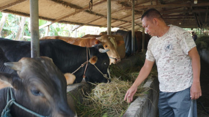 Jelang Idul Adha, Peternak Sapi di Sidoarjo Mulai Ramai Pembeli