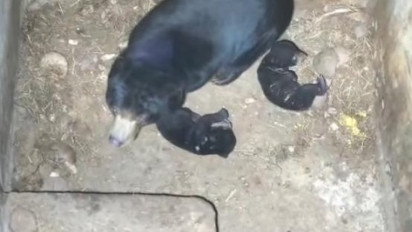 Dua Ekor Bayi Kembar Beruang Madu Lahir di Taman Satwa Lembah Hijau Lampung