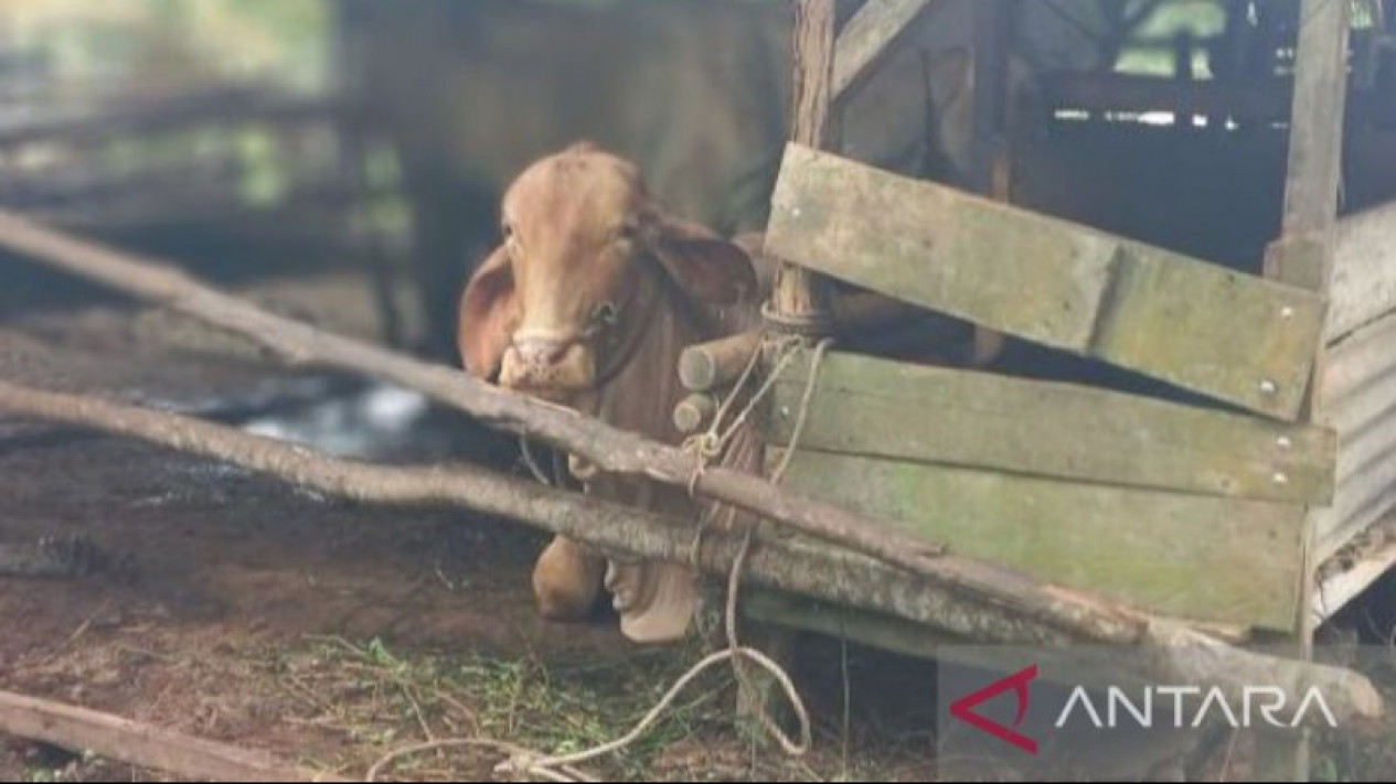 Sebanyak 43 Sapi Terjangkit LSD di Bangka Belitung
            - galeri foto