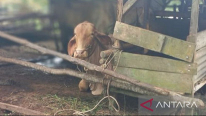 Sebanyak 43 Sapi Terjangkit LSD di Bangka Belitung