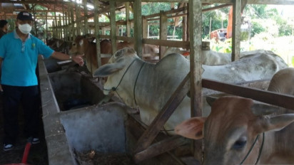 Persediaan Hewan Kurban di Agam Capai 3.414 Ekor, Dinas Pertanian: Kambing 50 Ekor