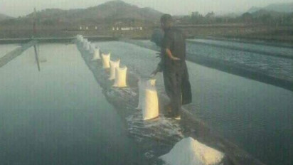 Produksi Garam di Sumbawa Capai 6000 Ton per Tahun