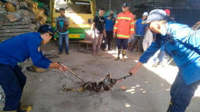 Hendak Bersihkan Gudang, Warga Bambe Gresik Dibuat Panik Munculnya Piton Sebesar Paha