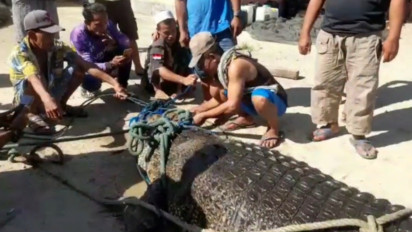 Nelayan di Gorontalo Utara Temukan Buaya Sepanjang 4,7 Meter  Terjaring Pukat