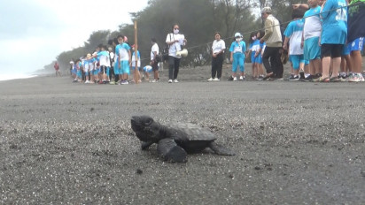 Kenalkan Penyelamatan Satwa Sejak Dini, Ratusan Murid SD Lepasliarkan Tukik di Pantai Goa Cemara