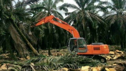 Mandor Kebun Sawit Tewas Tertimpa Pohon Sawit di Padang Lawas, PT MAI Bungkam