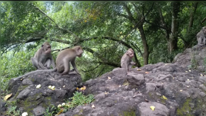 Puluhan Monyet Muncul di Kawasan Payung Songgoriti Kota Batu, Diduga Karena Lapar