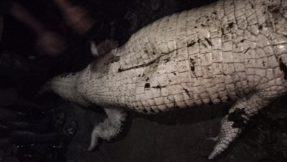 Ibu Hamil Hilang Diserang Buaya, Warga dan Tim Gabungan Salah Tangkap Buaya