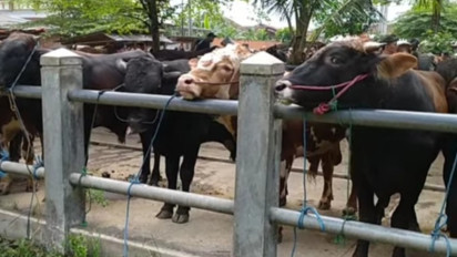 500 Ekor Sapi Asal Kupang Diduga Dikirim Tanpa Dokumen Kesehatan Hewan ke Batam