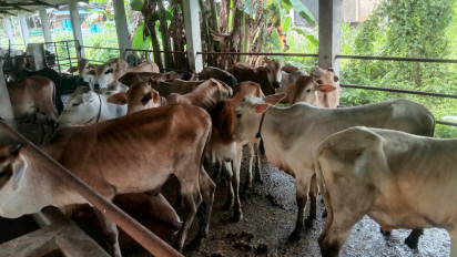 Harga Sapi di Karimun Tetap Stabil Meski Penjualan Menurun Menjelang Idul Adha