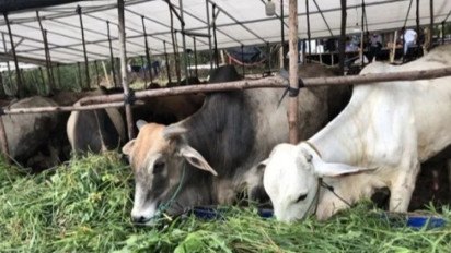 Pengelola Kurban Diminta Siapkan Penampungan Limbah, Dinas KPKP DKI: Jangan Buang ke Saluran