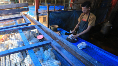 Jelang Idul Adha, Harga Ayam Melonjak Tinggi di Pasar Meulaboh