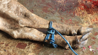 Orang yang Sudah Ikut Kurban, Haruskah Ikut Menyaksikan Hewannya Disembelih? Ustaz Nazli Hasan Beri Jawaban, Ternyata...