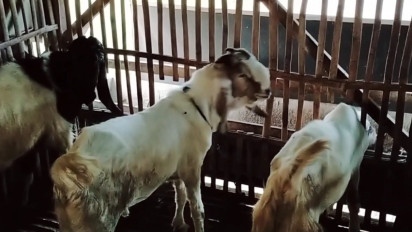 Jelang Idul Adha Peternak Kambing di Pati Kebanjiran Pembeli, Harga Kambing Melonjak