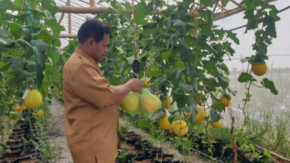 Budidaya Melon Konsep Greenhouse, Perangkat Desa di Pelosok Gresik Raih Cuan Jutaan Rupiah