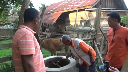 Sejumlah Peternak di Pali, Manfaatkan Kotoran Sapi Menjadi Biogas Pengganti Elpiji Untuk Memasak