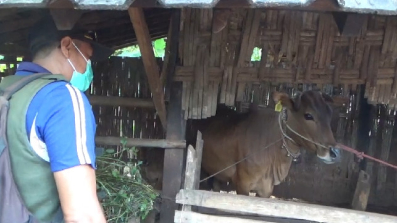 Jelang Hari Raya Kurban, Sejumlah Sapi di Bangkalan Terserang Penyakit LSD
            - galeri foto