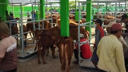 Jelang Idul Adha, Harga Sapi Kurban di Bojonegoro Merangkak Naik