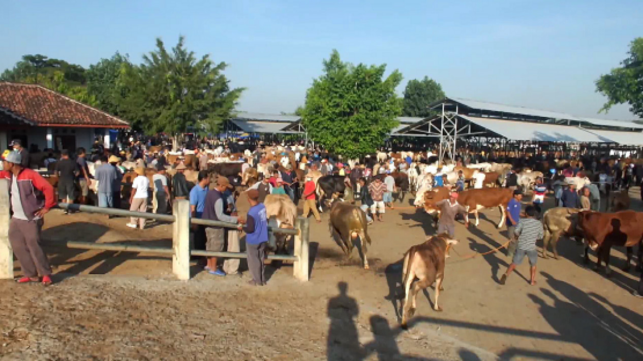 46 Ribu Lebih Hewan Kurban Disiapkan untuk Kebutuhan Idul Adha di Gunungkidul
            - galeri foto