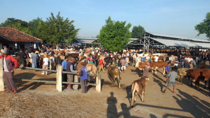 46 Ribu Lebih Hewan Kurban Disiapkan untuk Kebutuhan Idul Adha di Gunungkidul