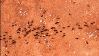 Pertanda Apa Nih Banyak Semut di Rumah? Syaikh Sa'ad bin Turki Al Khotslan Ungkap Hal Mengejutkan Ini, Ternyata...