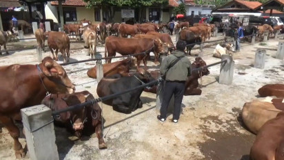 Waspada! 150 Sapi dan Kerbau di Sumedang Terkonfirmasi Positif Penyakit LSD