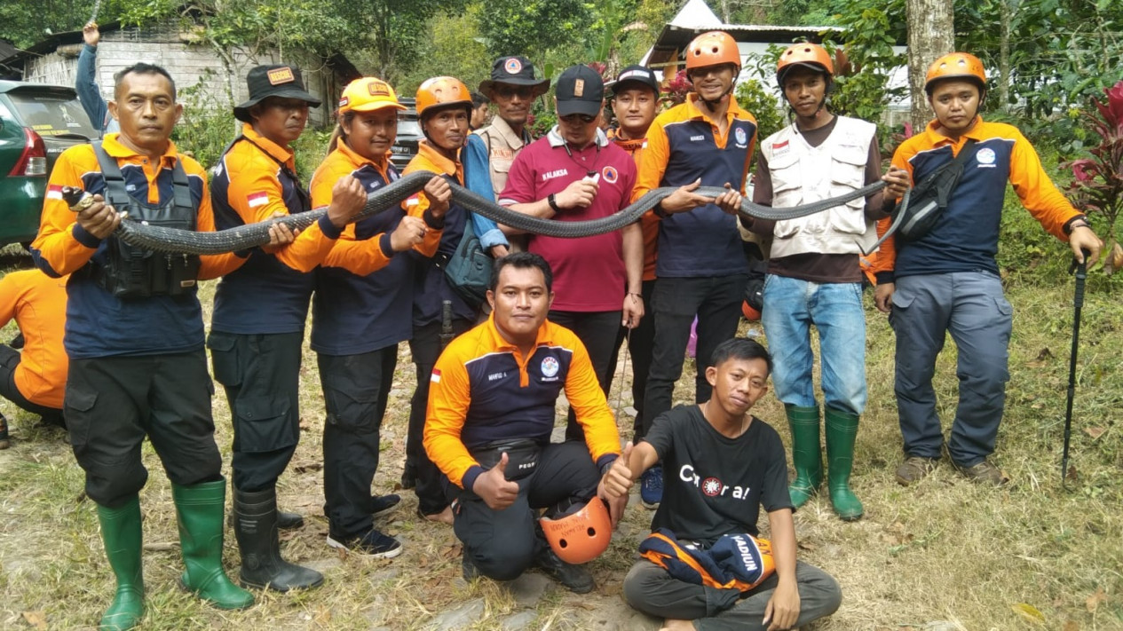 Dikeluhkan Warga, Ular Beracun di Hutan Wilis yang Baru Dilepas Kembali Diburu
            - galeri foto