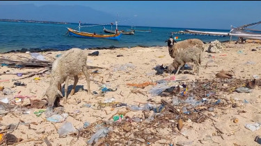 Heboh! Kambing di Pulau Gili Ketapang Probolinggo Makan Kertas, Kok Bisa?