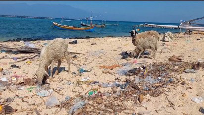 Heboh! Kambing di Pulau Gili Ketapang Probolinggo Makan Kertas, Kok Bisa?