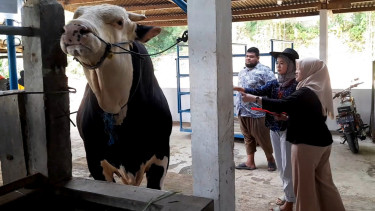 Gratis Makan Durian Sepuasnya, Setelah Beli Sapi Kurban di Bogor
