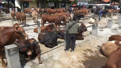 Banyak Sapi dan Kerbau Terjangkit LSD di Sumedang, Ini Tips Memilih Hewan Kurban yang Sehat