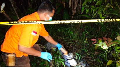 Geger...!!! Warga Kerinci Temukan Tengkorak Manusia di Area Perkebunan