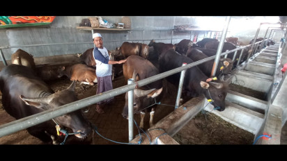 Permintaan Sapi Kurban ke Jakarta Naik 40 Persen, Ini Penyebabnya