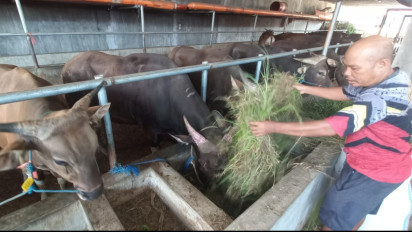 Favorit untuk Berkurban, Ini Keunggulan Sapi Bali asal Banyuwangi
