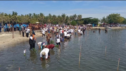 Atasi Abrasi dan Kurangi Emisi, 120.000 Bibit Mangrove Ditanam di Pulau Kaung Sumbawa