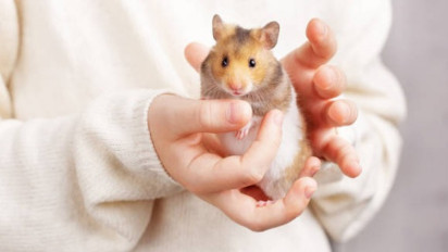 Tikus Dianggap Menjijikan dan Kotor, Kalau Hamster Bagaimana, Bolehkah Dipelihara? Buya Yahya Jawab Begini, Ternyata...