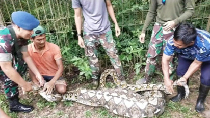 Ular Piton 5,5 Meter Mangsa Seekor Rusa di Mako Lanud Haluoleo Kendari