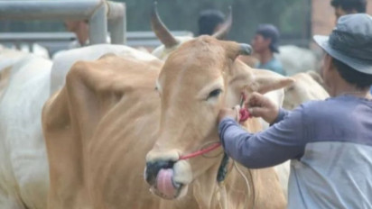 Pemprov Jabar Percepat Vaksinasi LSD Cegah Penularan Cacar Pada Sapi