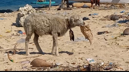 Update Kambing Makan Kertas, Dinkes Probolinggo: Ini Penjelasannya