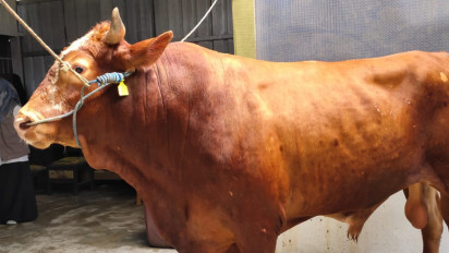 Presiden Jokowi Sumbangkan Sapi Idul Adha 1 Ton ke Palembang, Sapi Simental Lokal Sehat dan Divaksinasi