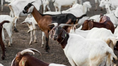 Bolehkah Berkurban untuk Orang Tua yang Sudah Wafat Padahal Diri Sendiri Belum Pernah? Ustaz Ridwan Farid Sebut …