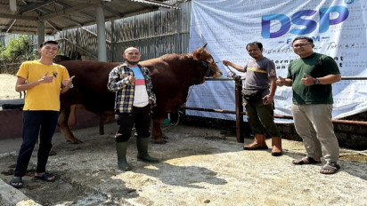 Idul Adha 1444 H, Salah Satu Sapi Limousin Milik Presiden Joko Widodo Untuk Kurban berasal dari Cibiru Bandung