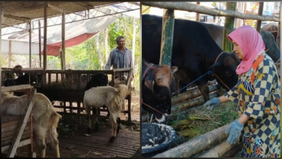 Order Hewan Kurban di Kota Batu Gratis Titip Sementara, Pedagang Sediakan Pakan dan Ongkos Kirim Gratis