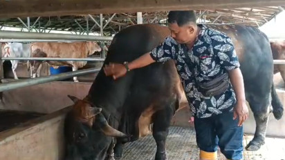 Presiden Jokowi Sumbangkan Sapi Kurban Berbobot 1 Ton untuk Sumut