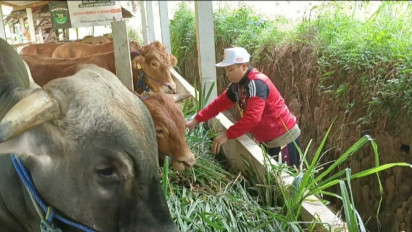 Jelang Idul Adha, Peternak dan Salon Hewan Qurban di Ponorogo Laris Manis